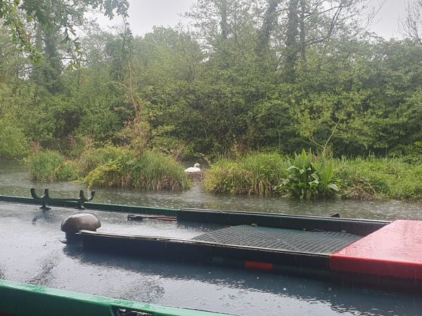 A barge and swan